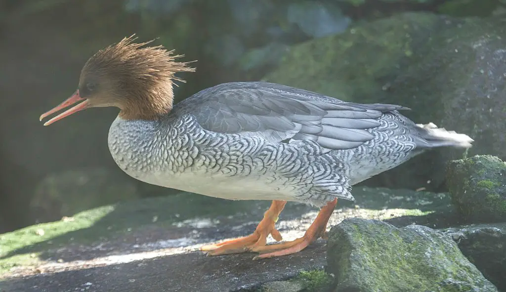 Scaly-sided merganser duck