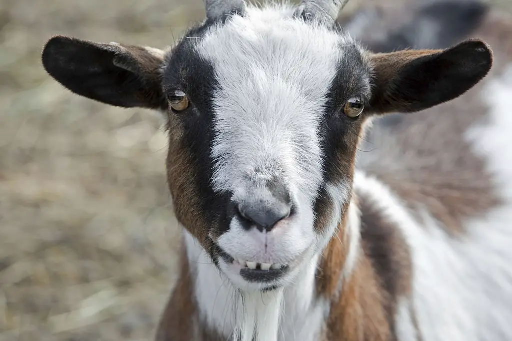 Portrait of a funny goat.