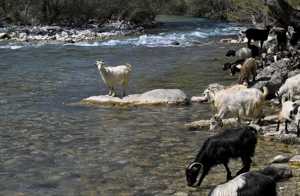 thirsty goats drinking water