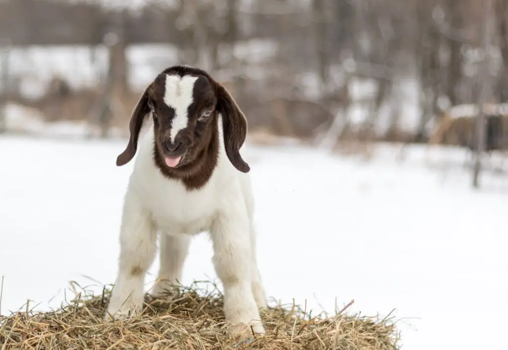 Adorable Baby Boer Goat in winter