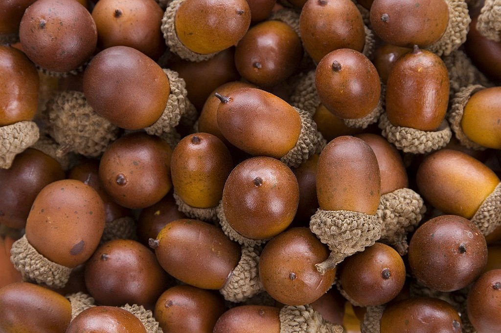 acorns winter
