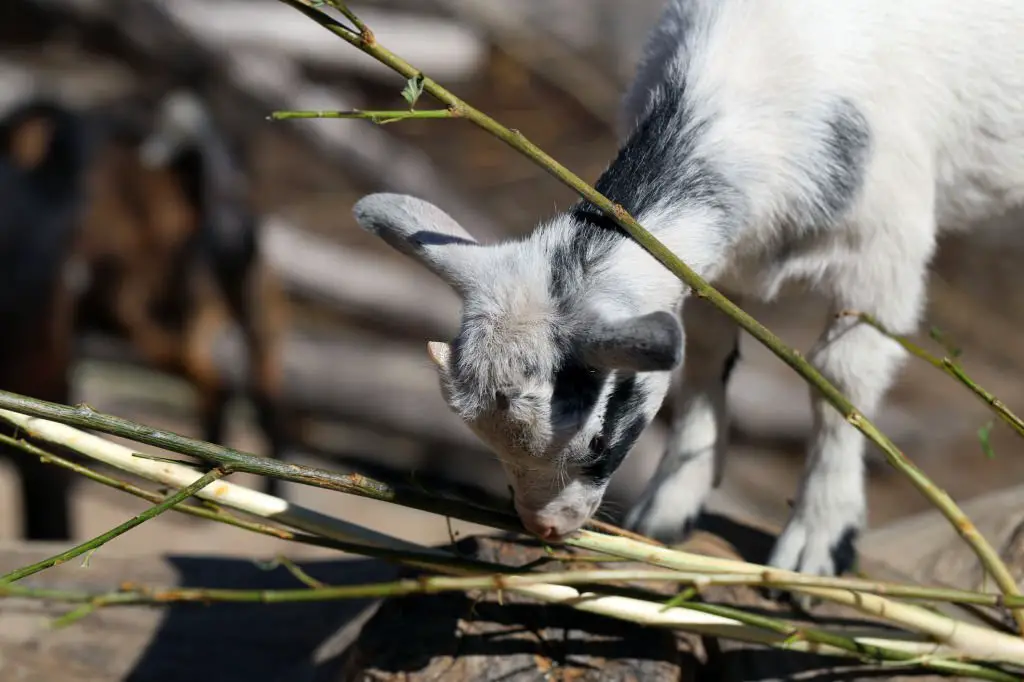 Goat eating bamboo