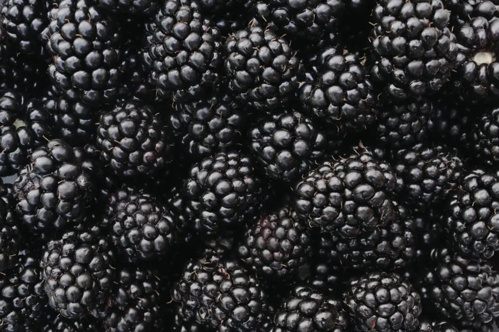 Fresh Ripe Blackberries
