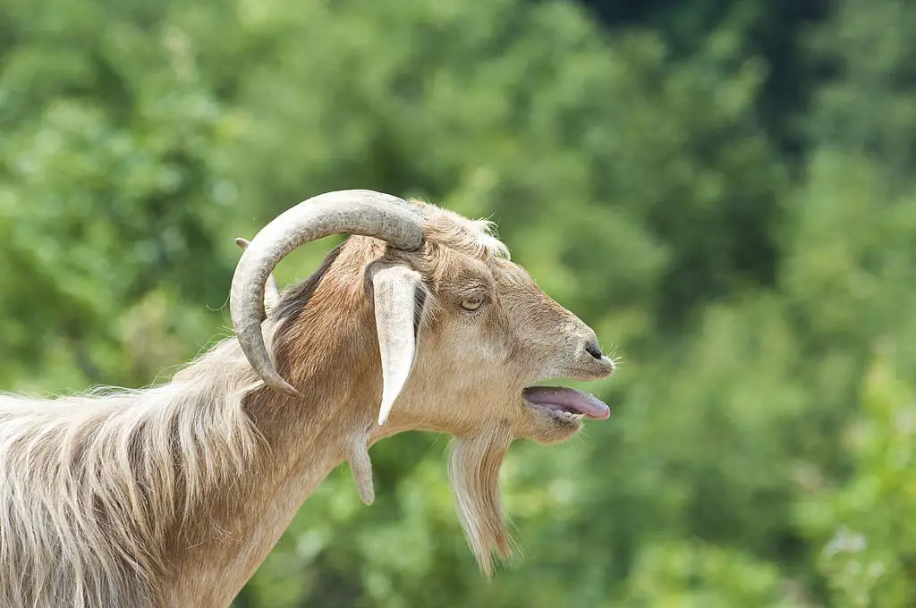 goat bleating