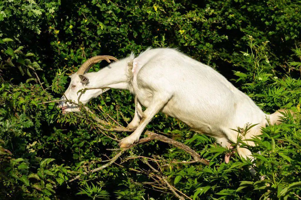 white goat eats green foliage