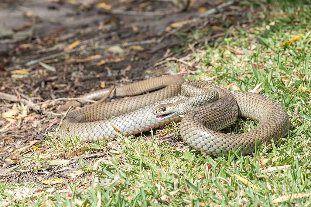 Eastern Brown snake 