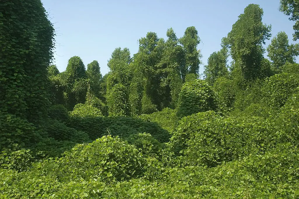 Forest taken over by kudzu