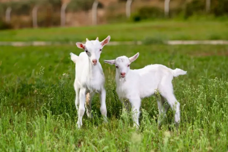 When Do Goats Stop Growing? All You Need To Know