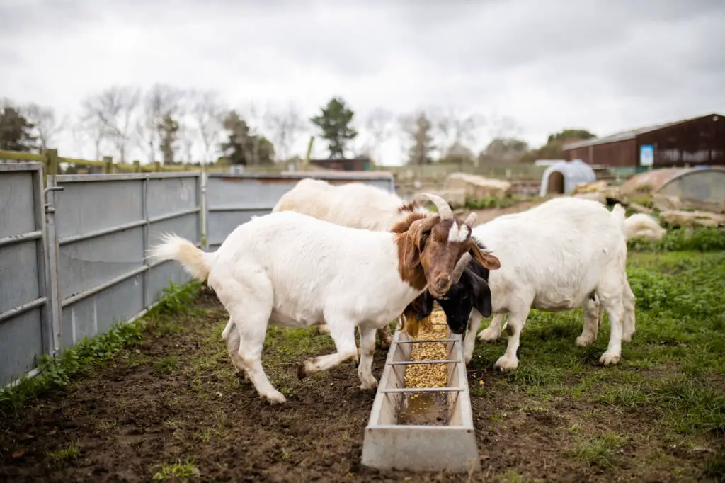 goats calmly eating grain