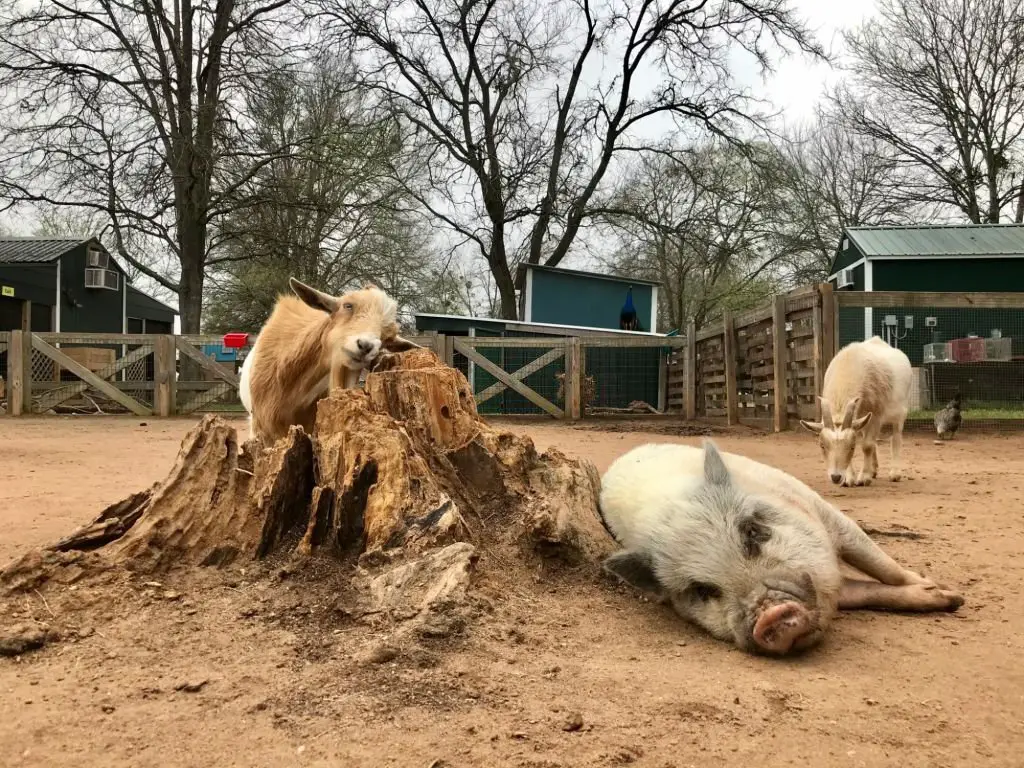 Goats and pigs on the farm