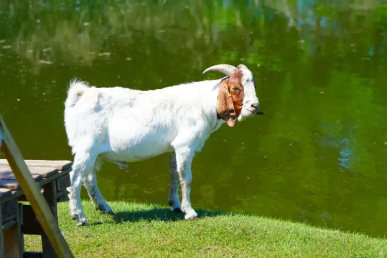 Can Goats Swim? What You Need To Know!