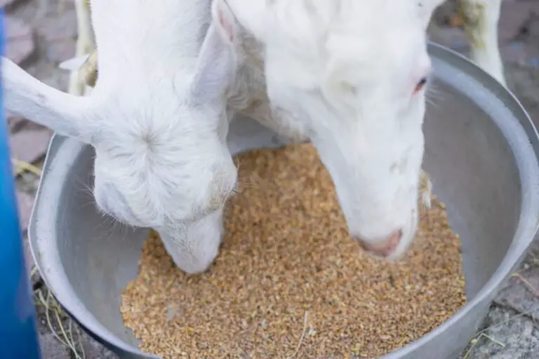 Do Goats Need Grain? All You Need To Know