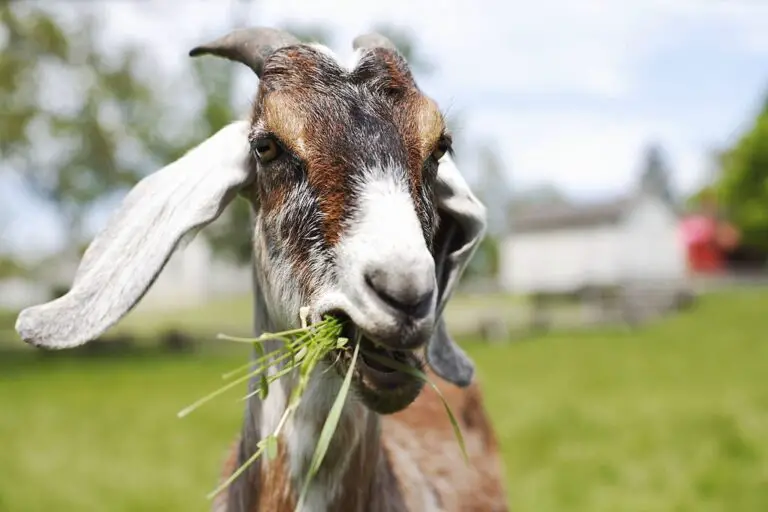 Can Goats Survive on Grass Alone? (Quick Facts)