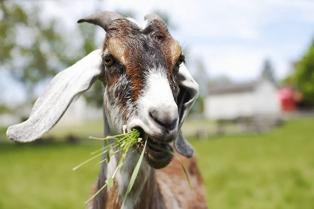 Goat Chewing grass in field.