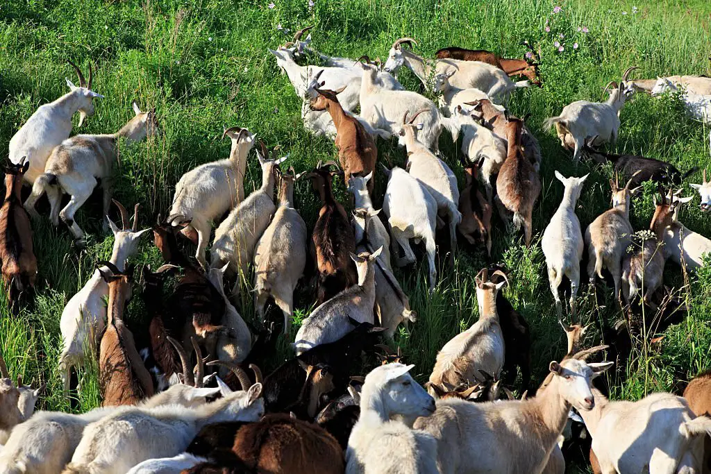 Herd of goats grazing