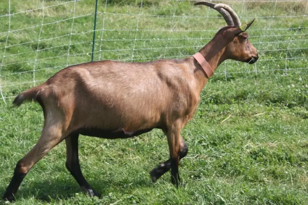 french alpine goat