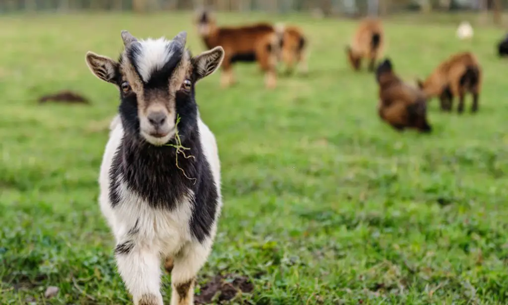 young Goat with a leaf of grass in its mouth