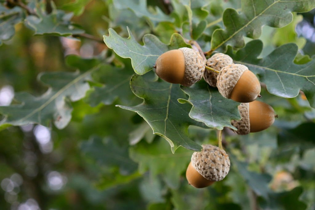 brown acorns on an oak branch