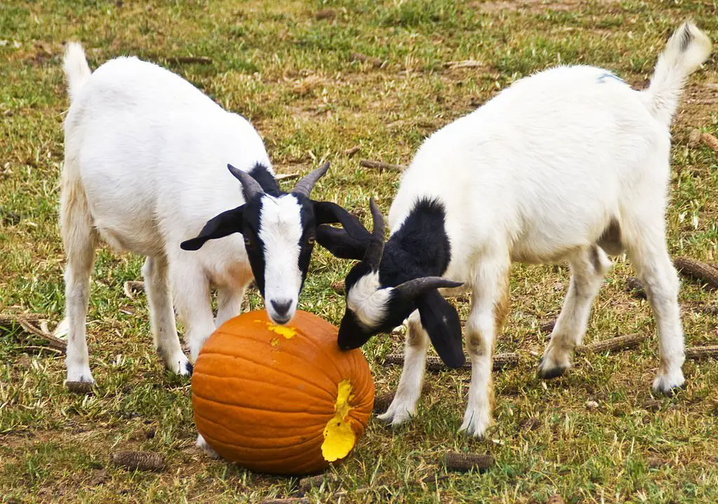 Two goats eating pumpkin
