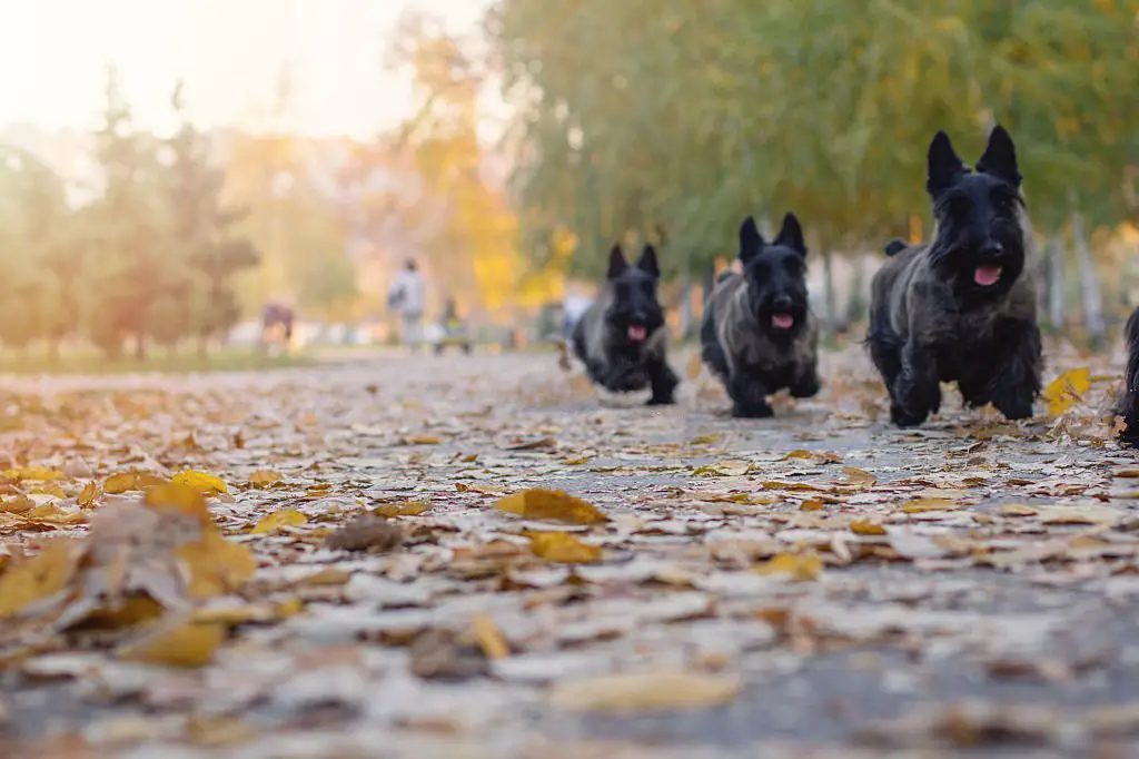 Multiple scottish terriers run in a park