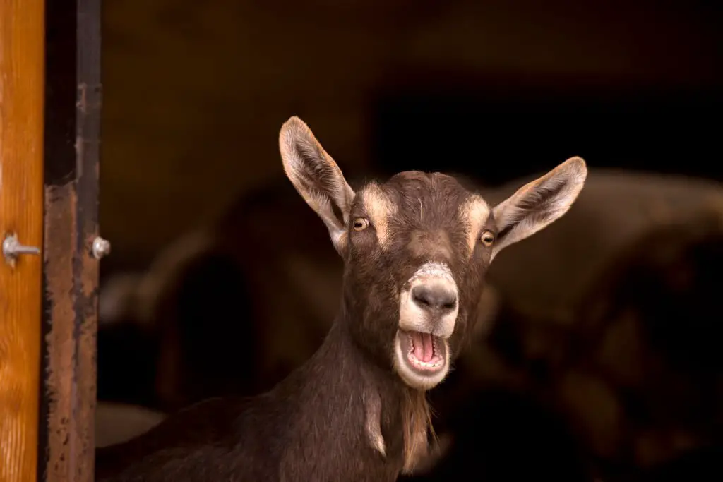 a talking goat