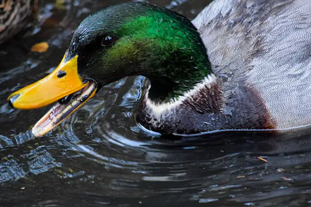 Mallard Duck opening his mouth to quack