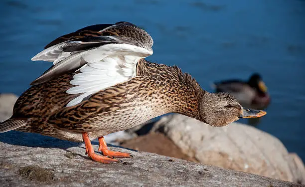 female Mallard Duck stretching