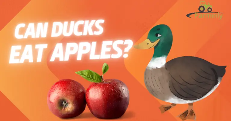 Can Ducks Eat Apples? (Benefits & Feeding Guide)