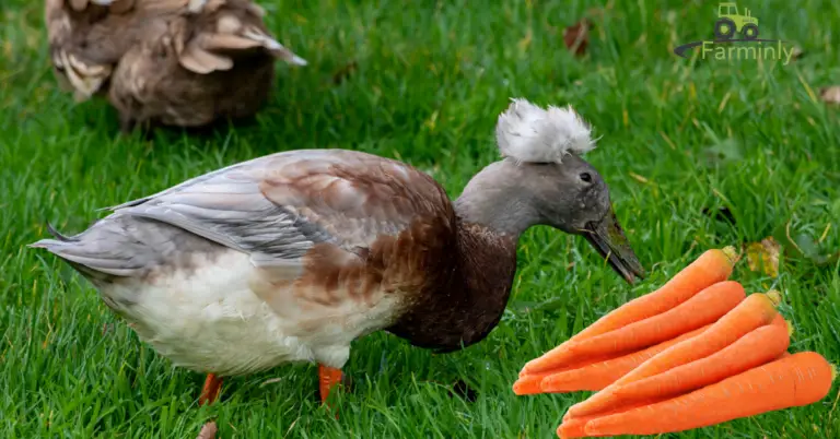 Can Ducks Eat Carrots? (Benefits and Tips)
