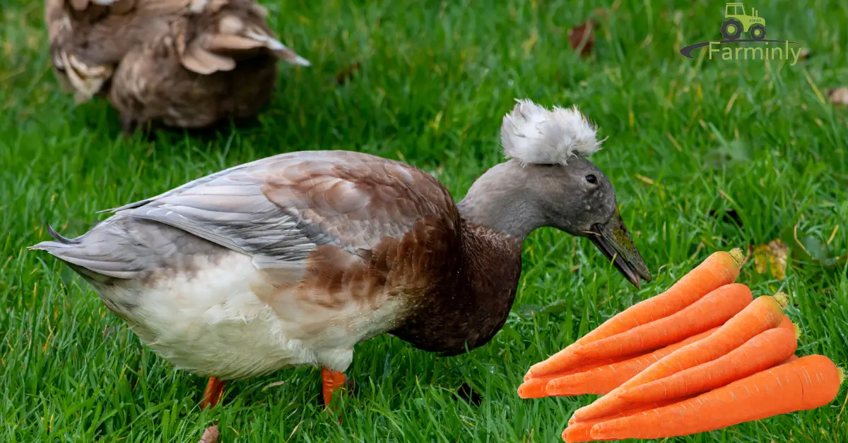 ducks eating carrots