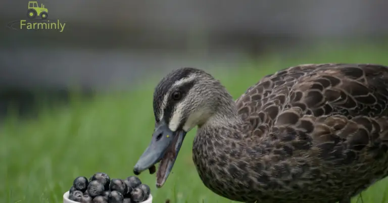 Can Ducks Eat Blueberries? (Benefits and Risks)