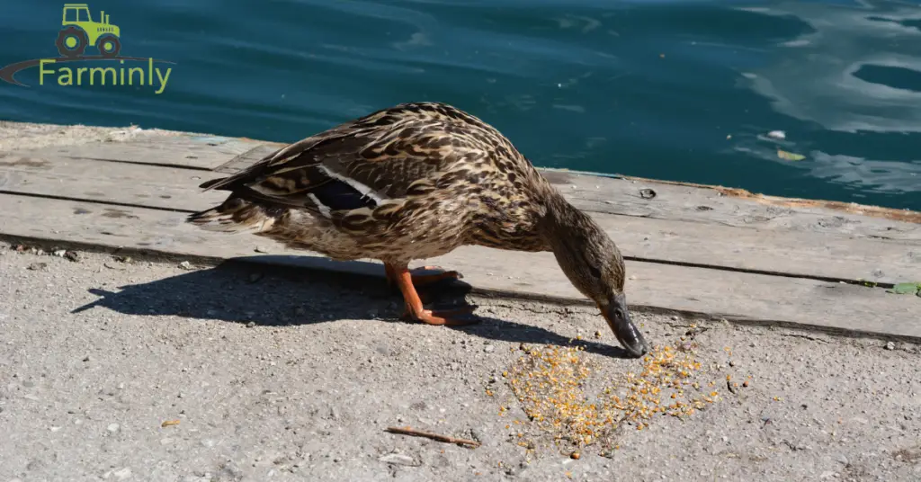 duck eating seeds