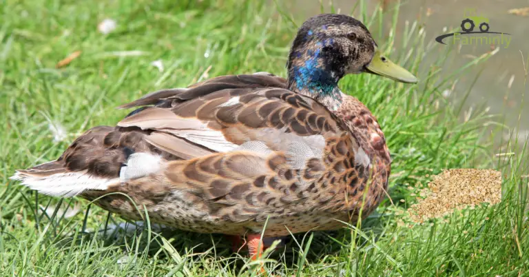 The Natural Diet of Ducks: What They Eat in the Wild
