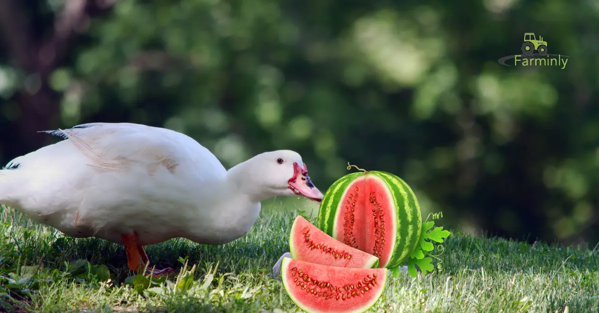 duckeats watermelon