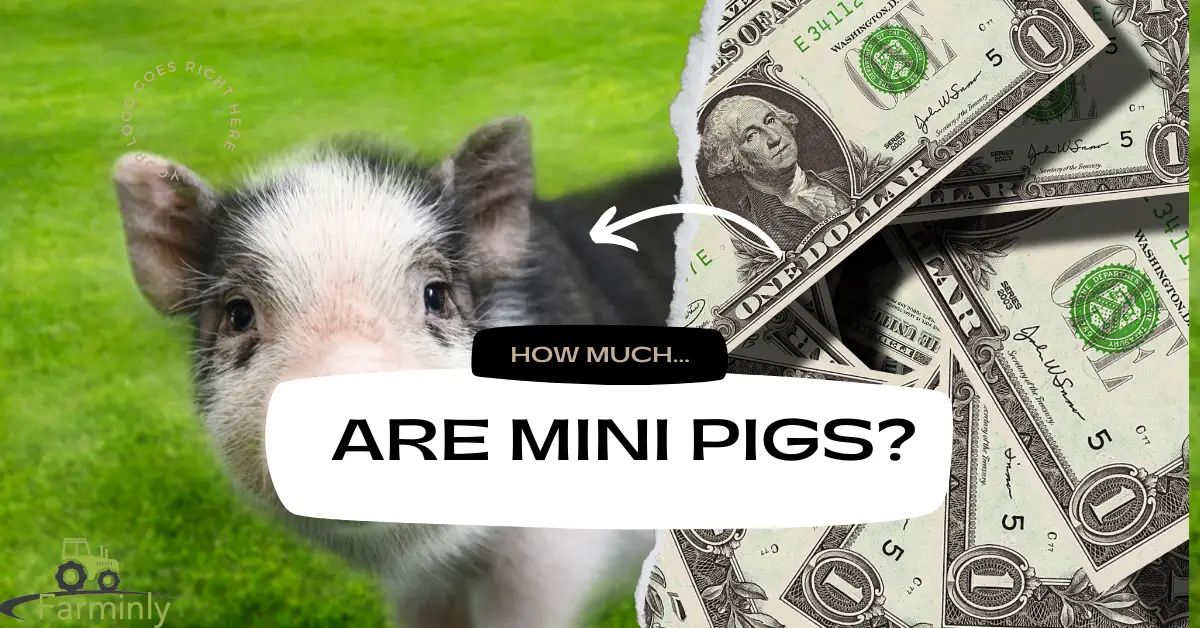 price of mini pigs