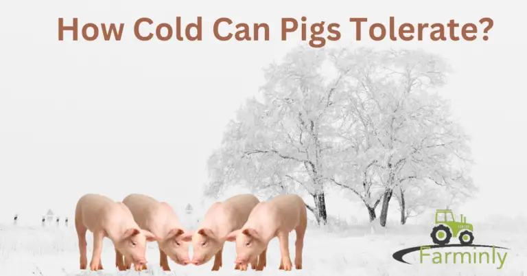 How Cold Can Pigs Tolerate? What You Need To Know