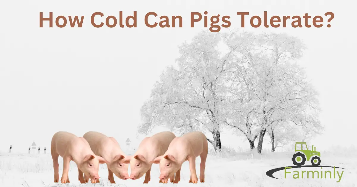 pigs withstand cold