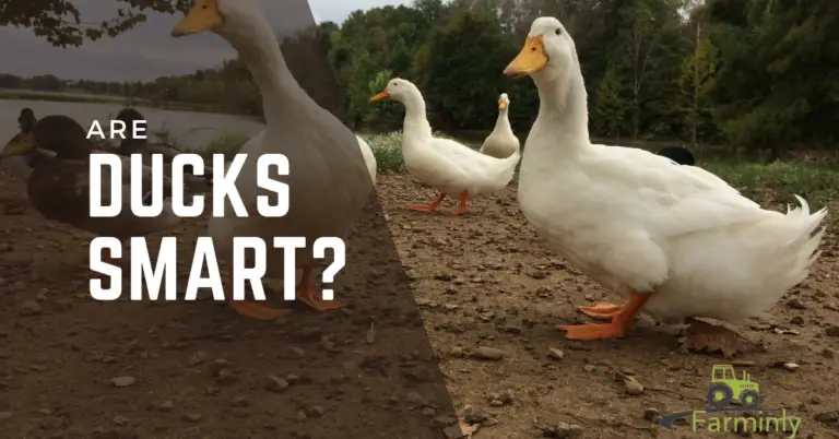 Are Ducks Smart or Dumb? (Quick Facts)