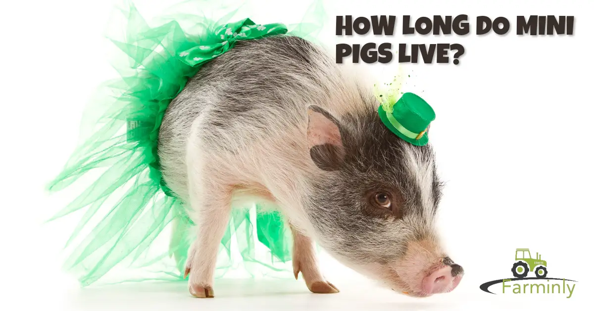 miniature pigs lifespan