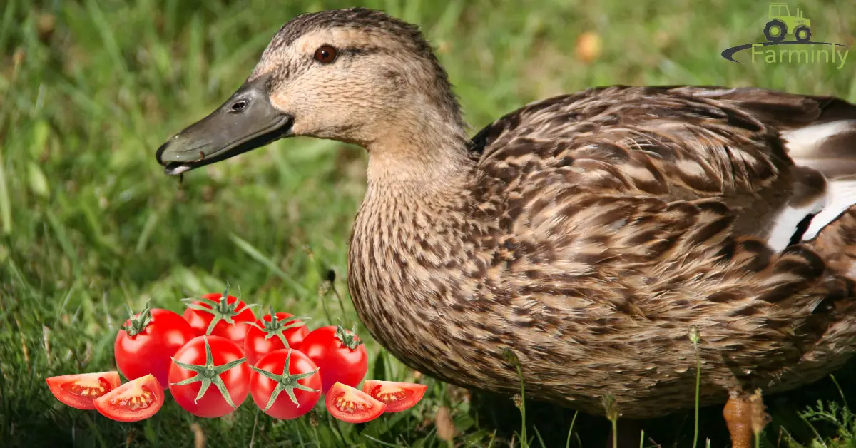 duck eating tomatoes