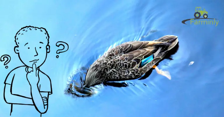 Why Do Ducks Dip Their Heads in Water?