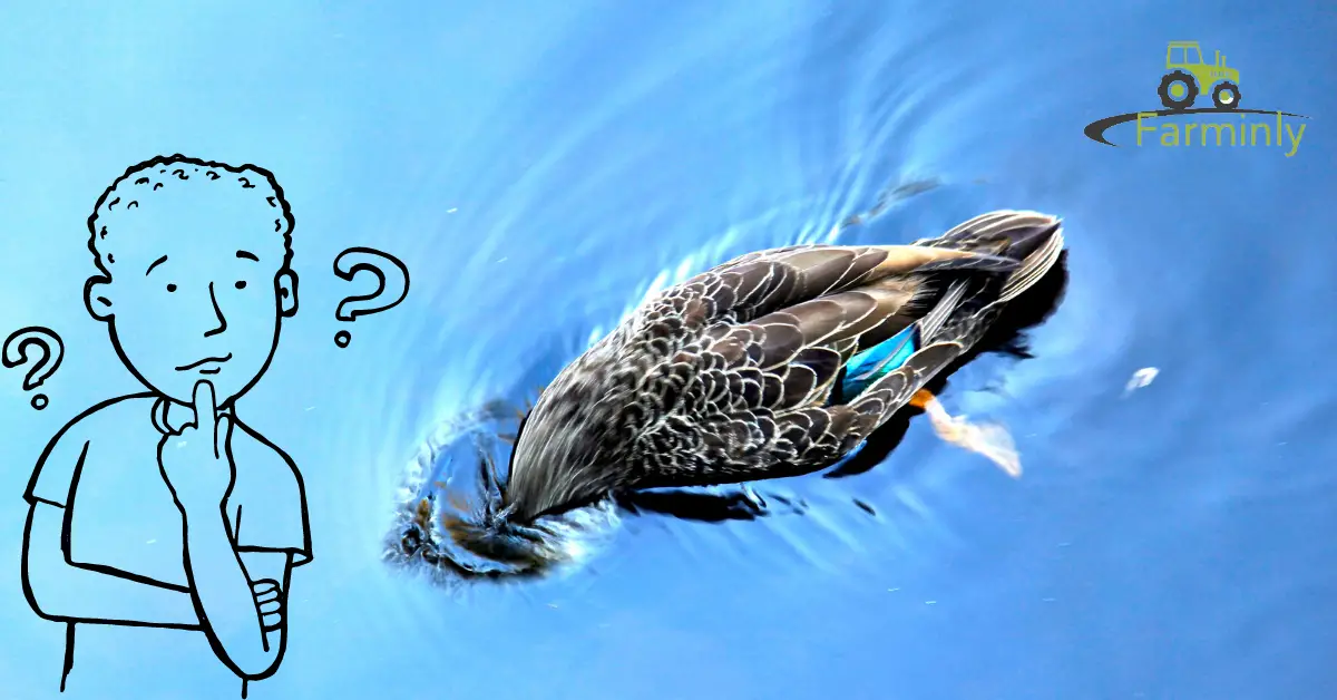 duck bobbing its head in water
