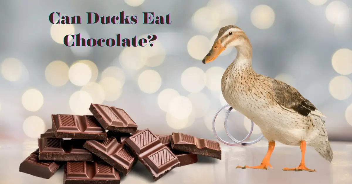 can ducks eat chocolate