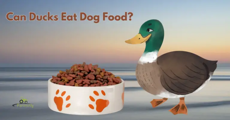 Can Ducks Eat Dog Food? What You Need To Know