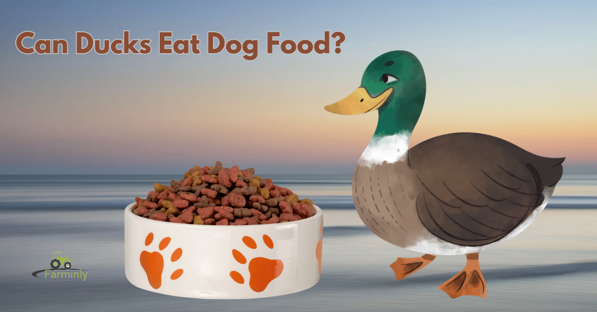 Can Ducks Eat Dog Food? What You Need To Know - Farminly