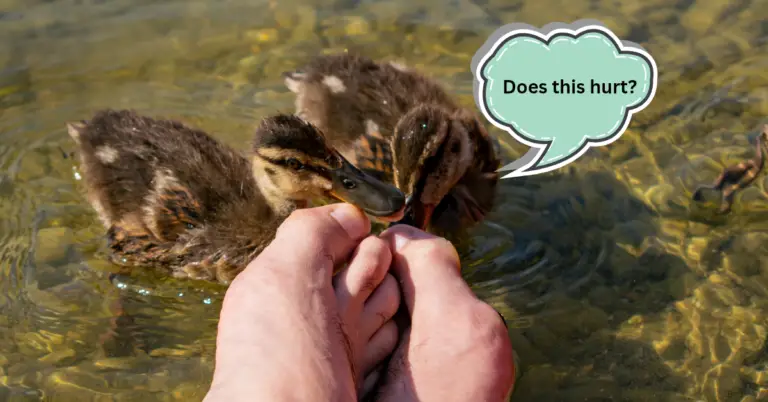 Do Ducks Bite Hurt? How Dangerous They Are & What to Do