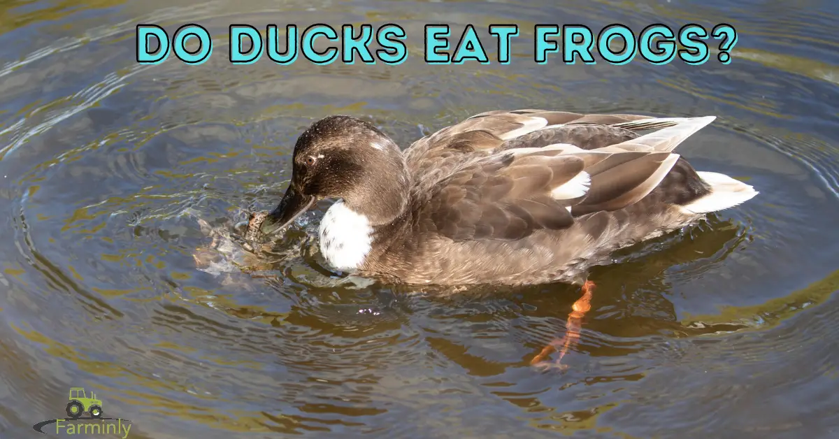 duck eats frog