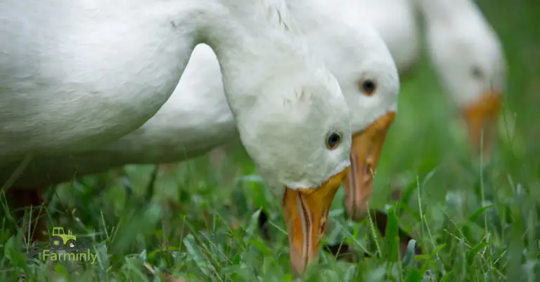 Do Ducks Eat Grass? (Pros and Cons)