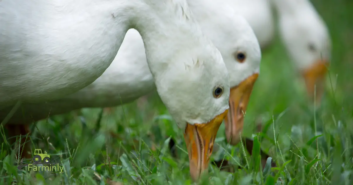 ducks eating grass