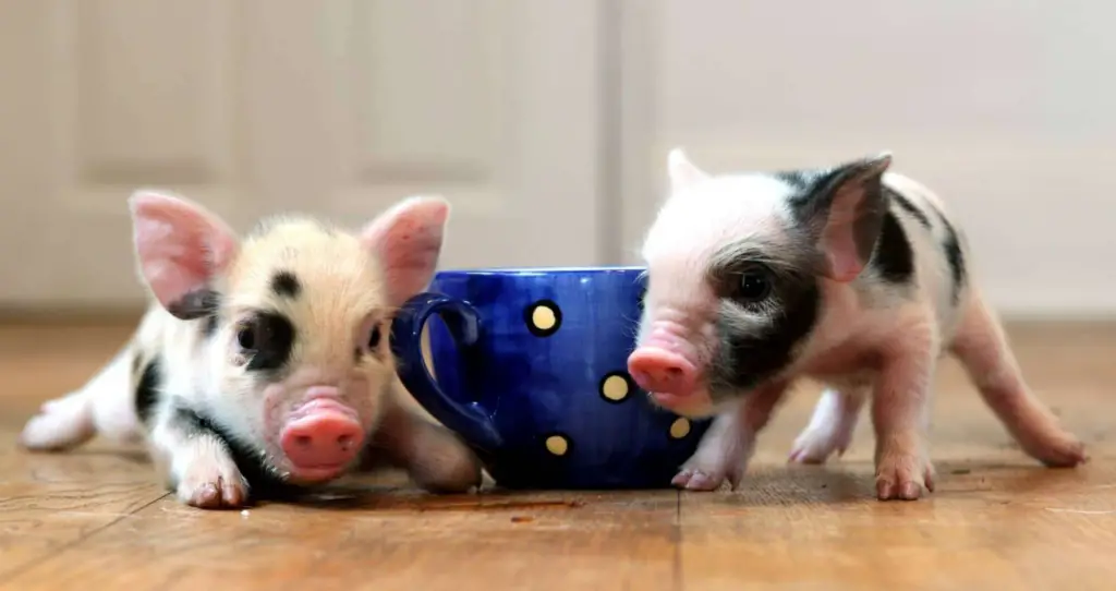 teacup pigs